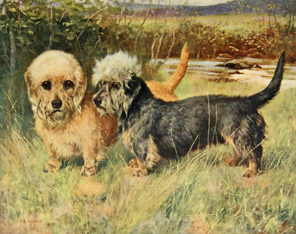 The New Book of the Dog 1911 - Maud Earl, Lilian Cheviot | Dimensions 2040 x 1614 pixels
