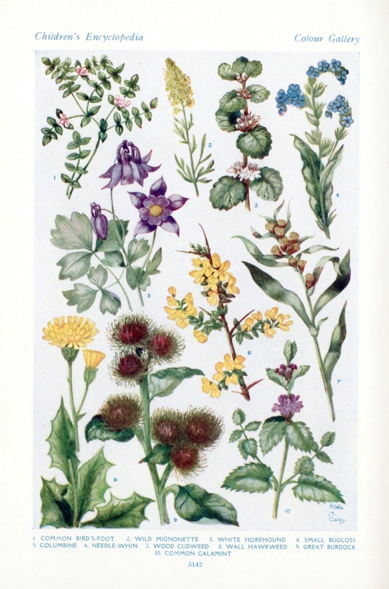 Hilda M. Coley Public Domain Images to Download | Dimensions 3672 x 5552 pixels