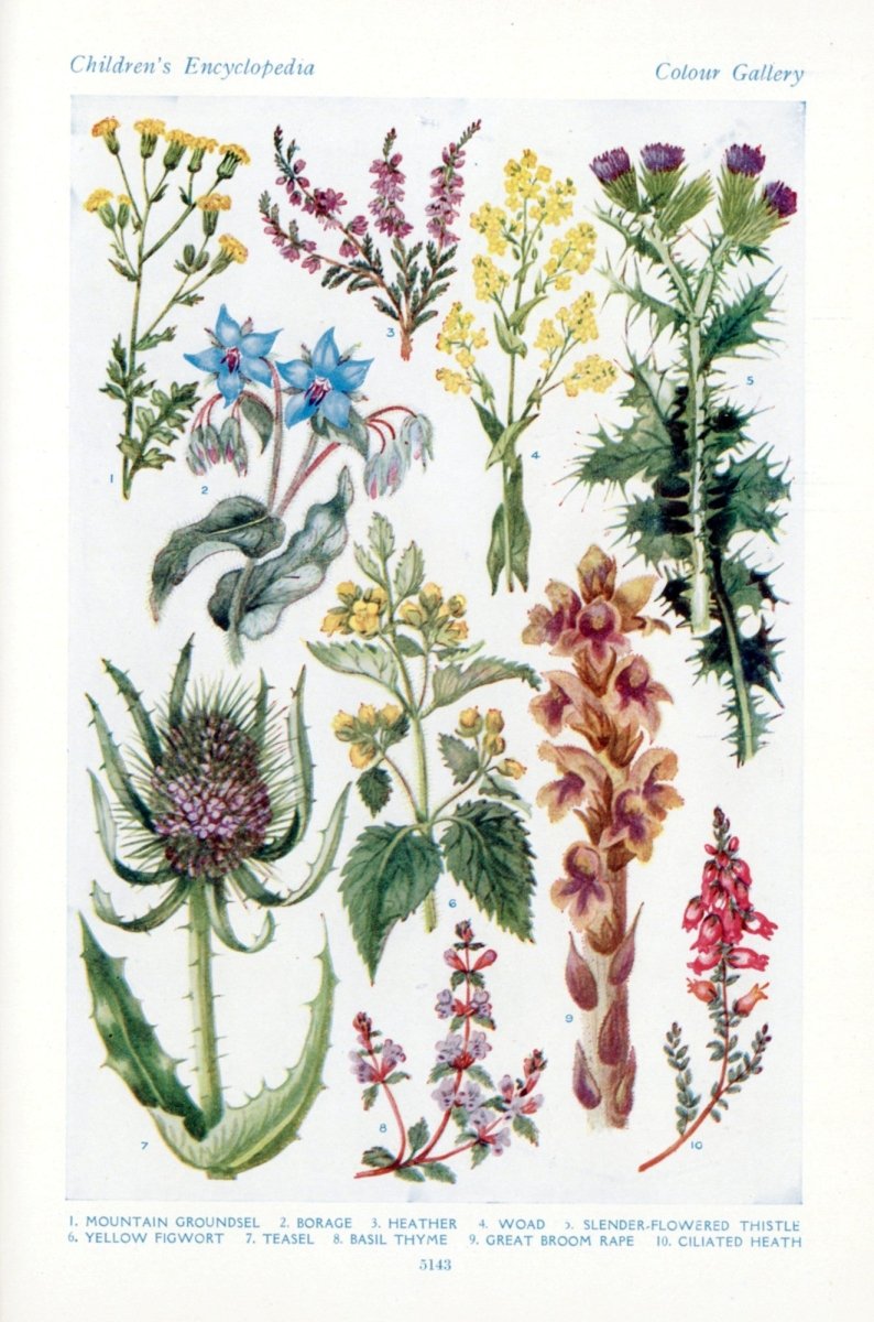 Hilda M. Coley Public Domain Images to Download | Dimensions 3624 x 5480 pixels