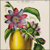 Flore d'Amérique 1843 - Étienne Denisse (1785-1861) - 200 images