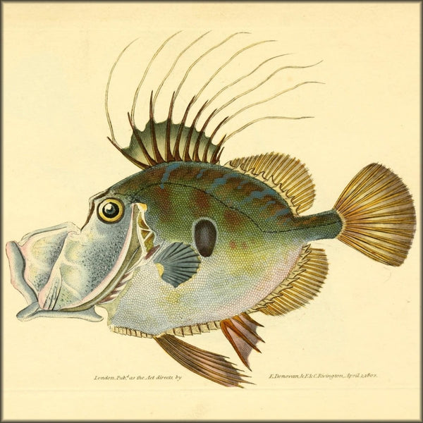 Natural History of British Fishes 1802-08 - Edward Donovan | Digital Download - 92 images
