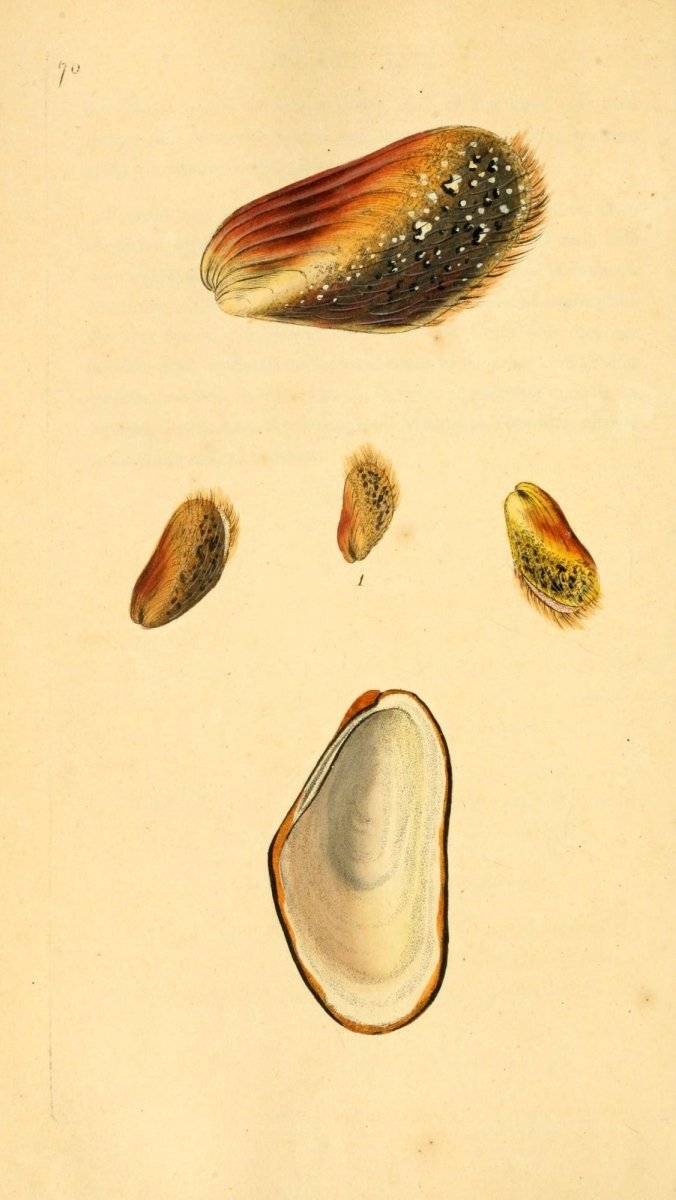 Natural History of British Shells V2 1804 - Edward Donovan  | Dimensions 1961 x 3483 pixels