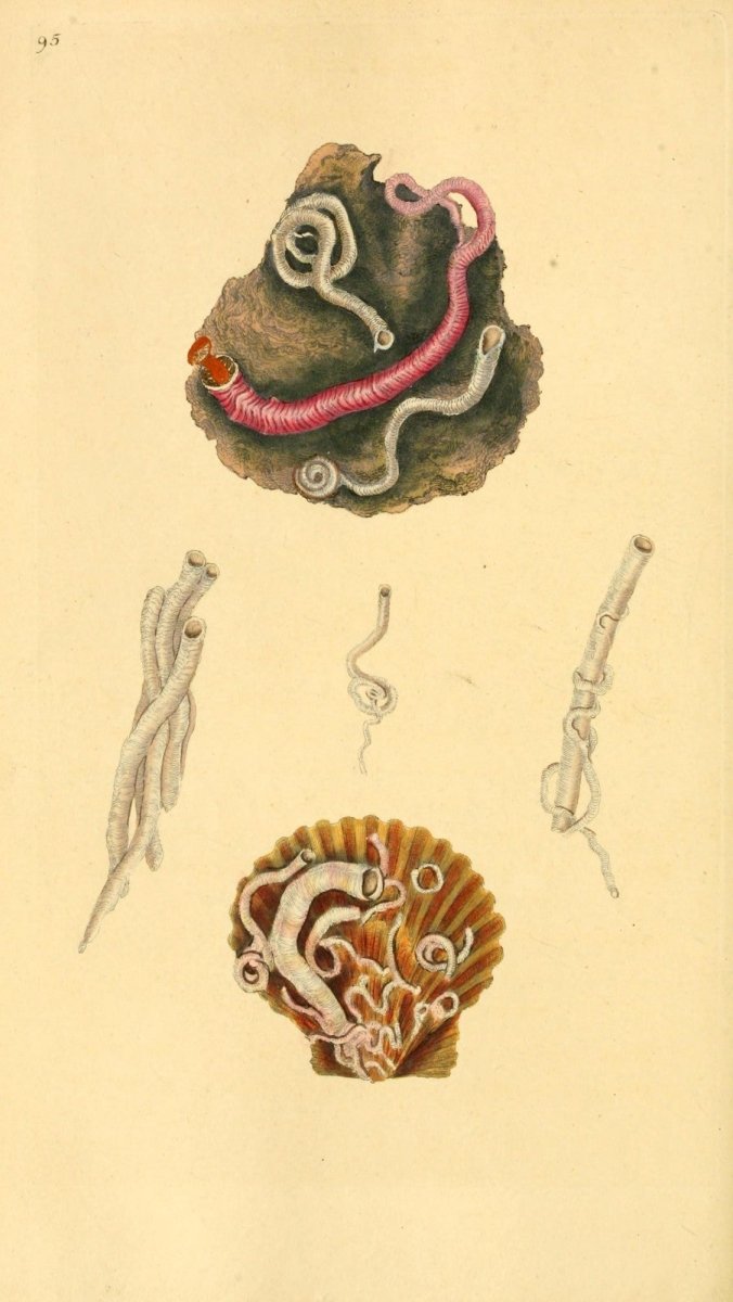 Natural History of British Shells V3 1804 - Edward Donovan  | Dimensions 1961 x 3483 pixels