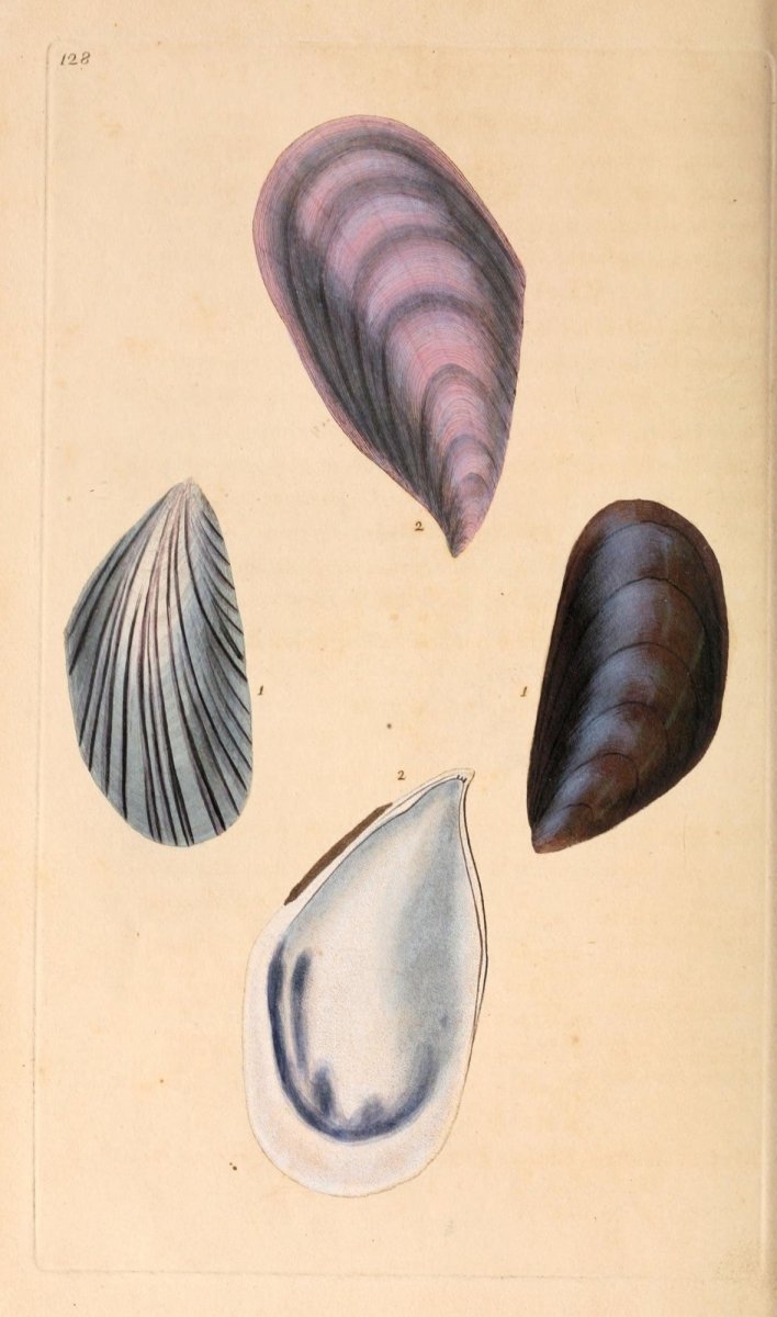 Natural History of British Shells V4 1804 - Edward Donovan  | Dimensions 1981 x 3358 pixels