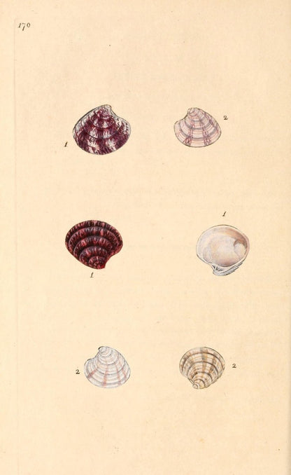 Natural History of British Shells V5 1804 - Edward Donovan  | Dimensions 1924 x 3136 pixels