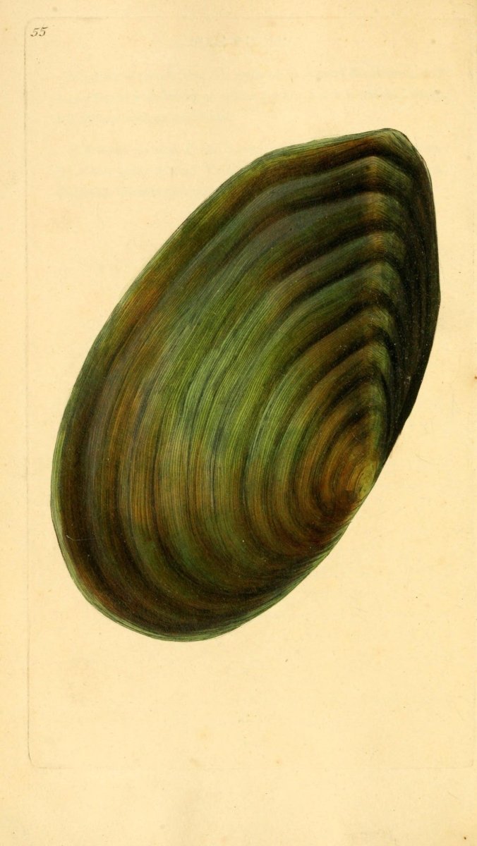 Natural History of British Shells V2 1804 - Edward Donovan  | Dimensions 1961 x 3483 pixels
