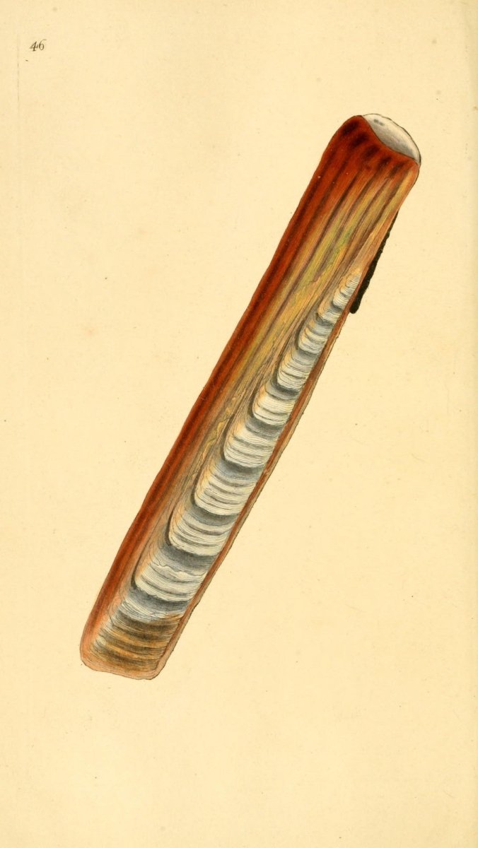 Natural History of British Shells V2 1804 - Edward Donovan  | Dimensions 1961 x 3483 pixels