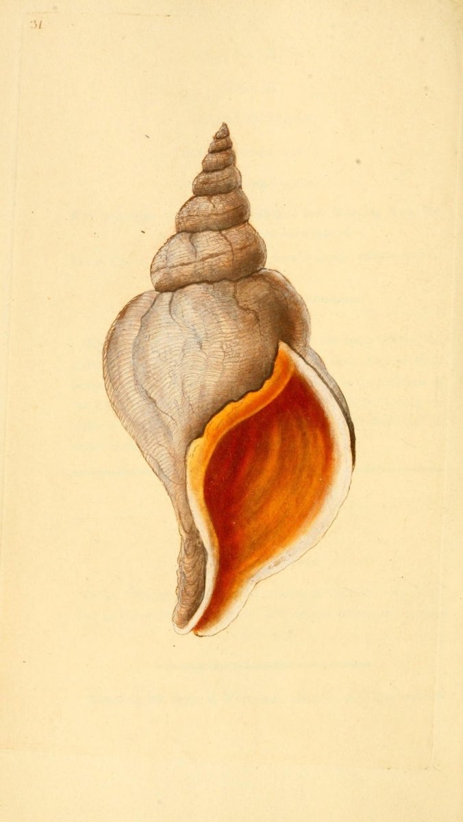 Natural History of British Shells V1 1804 - Edward Donovan  | Dimensions 1961 x 3483 pixels