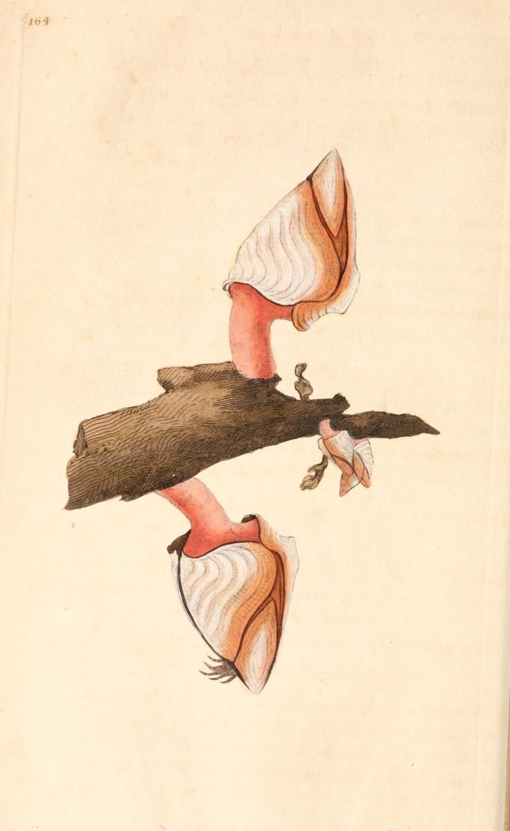 Natural History of British Shells V5 1804 - Edward Donovan  | Dimensions 1924 x 3136 pixels
