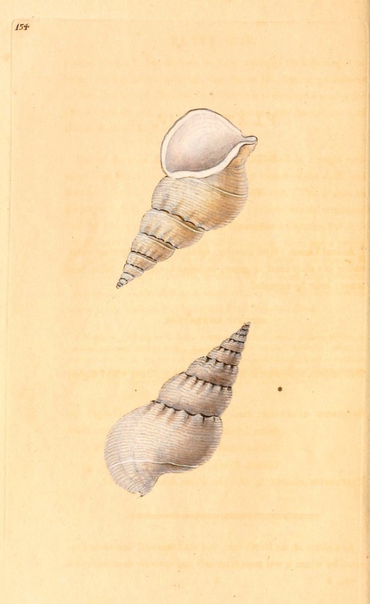 Natural History of British Shells V5 1804 - Edward Donovan  | Dimensions 1924 x 3136 pixels