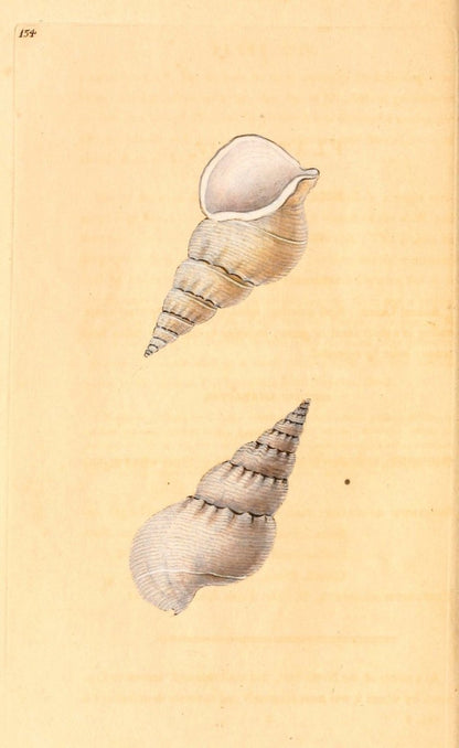 Natural History of British Shells V5 1804 - Edward Donovan  | Dimensions 1924 x 3136 pixels