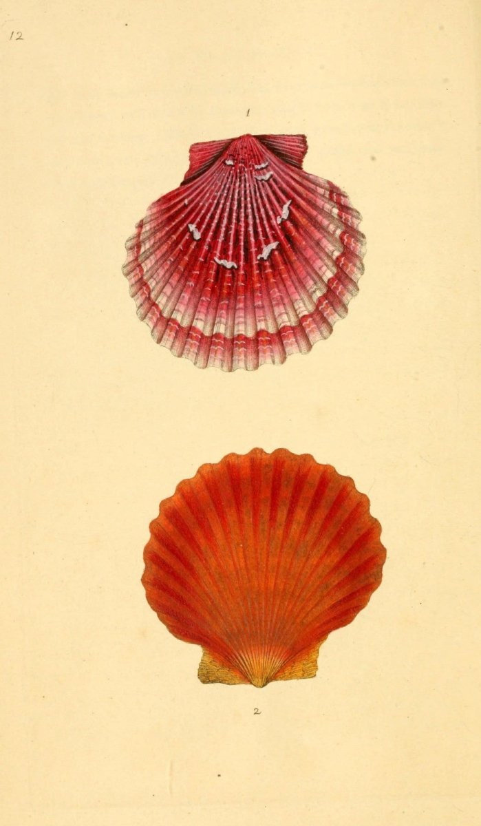 Natural History of British Shells V1 1804 - Edward Donovan  | Dimensions 1910 x 3280 pixels