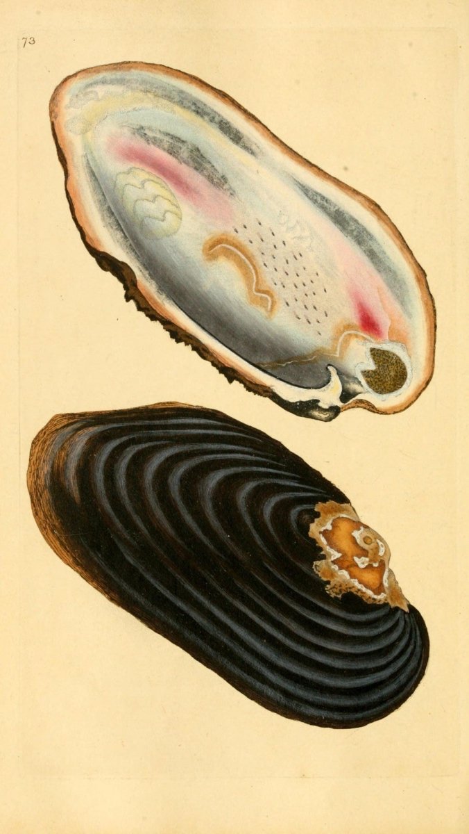 Natural History of British Shells V3 1804 - Edward Donovan  | Dimensions 1961 x 3483 pixels