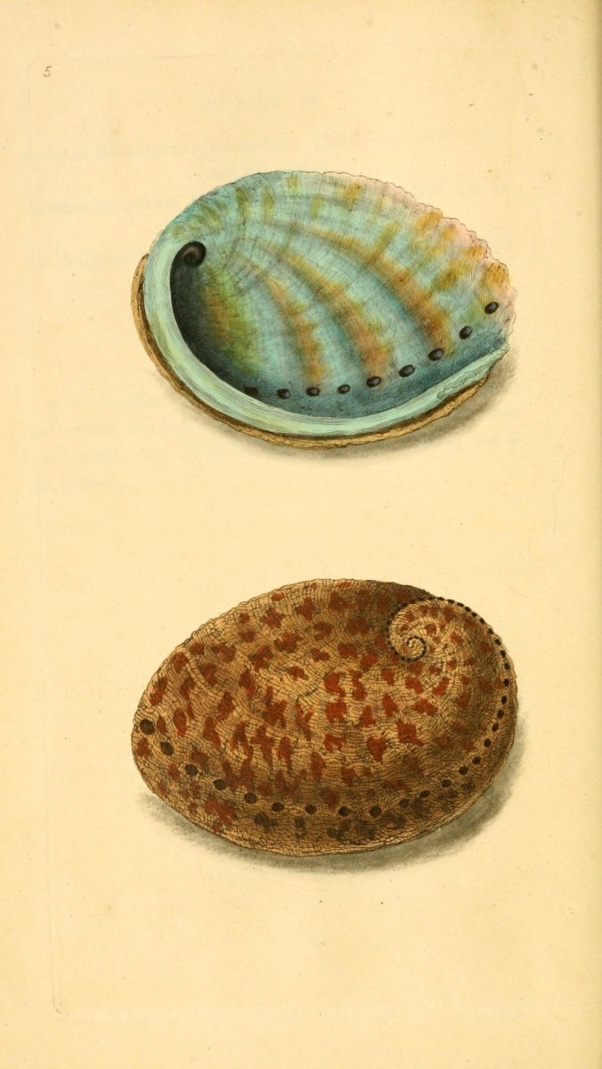 Natural History of British Shells V1 1804 - Edward Donovan  | Dimensions 1961 x 3483 pixels