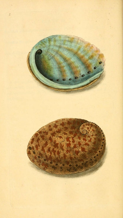 Natural History of British Shells V1 1804 - Edward Donovan  | Dimensions 1961 x 3483 pixels