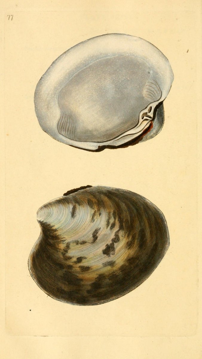Natural History of British Shells V3 1804 - Edward Donovan  | Dimensions 1961 x 3483 pixels