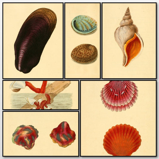 Natural History of British Shells V1 1804 - Edward Donovan | A snapshot of some of the images