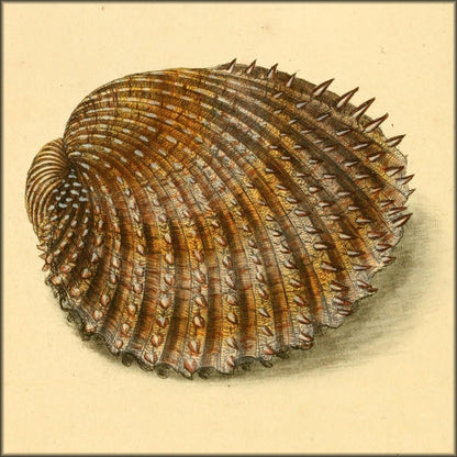 Natural History of British Shells V1 1804 - Edward Donovan  | Digital Download - 36 images