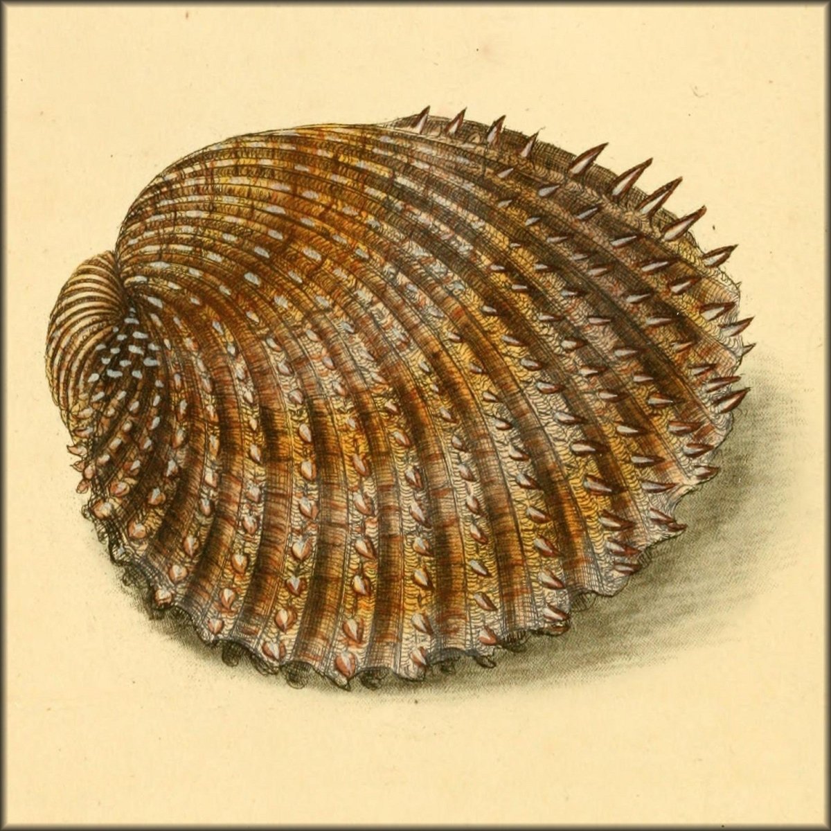 Edward Donovan Public Domain Images to Download | The Natural History of British Shells v.1 (1804) - 36 images