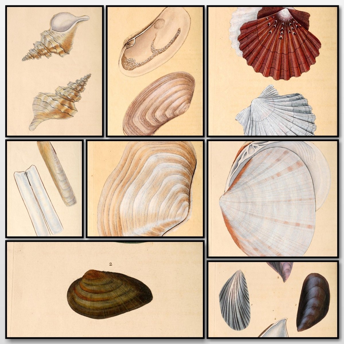 Natural History of British Shells V4 1804 - Edward Donovan  | A snapshot of some of the images