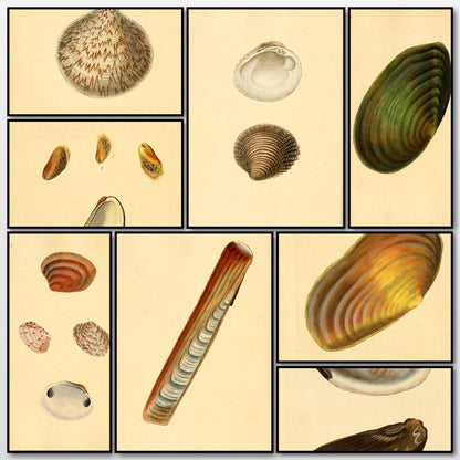 Natural History of British Shells V2 1804 - Edward Donovan  | A snapshot of some of the images