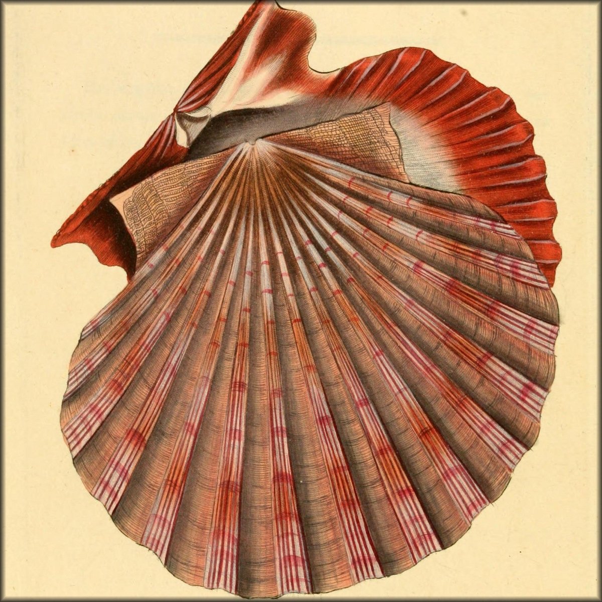 Natural History of British Shells V2 1804 - Edward Donovan  | Digital Download - 35 images
