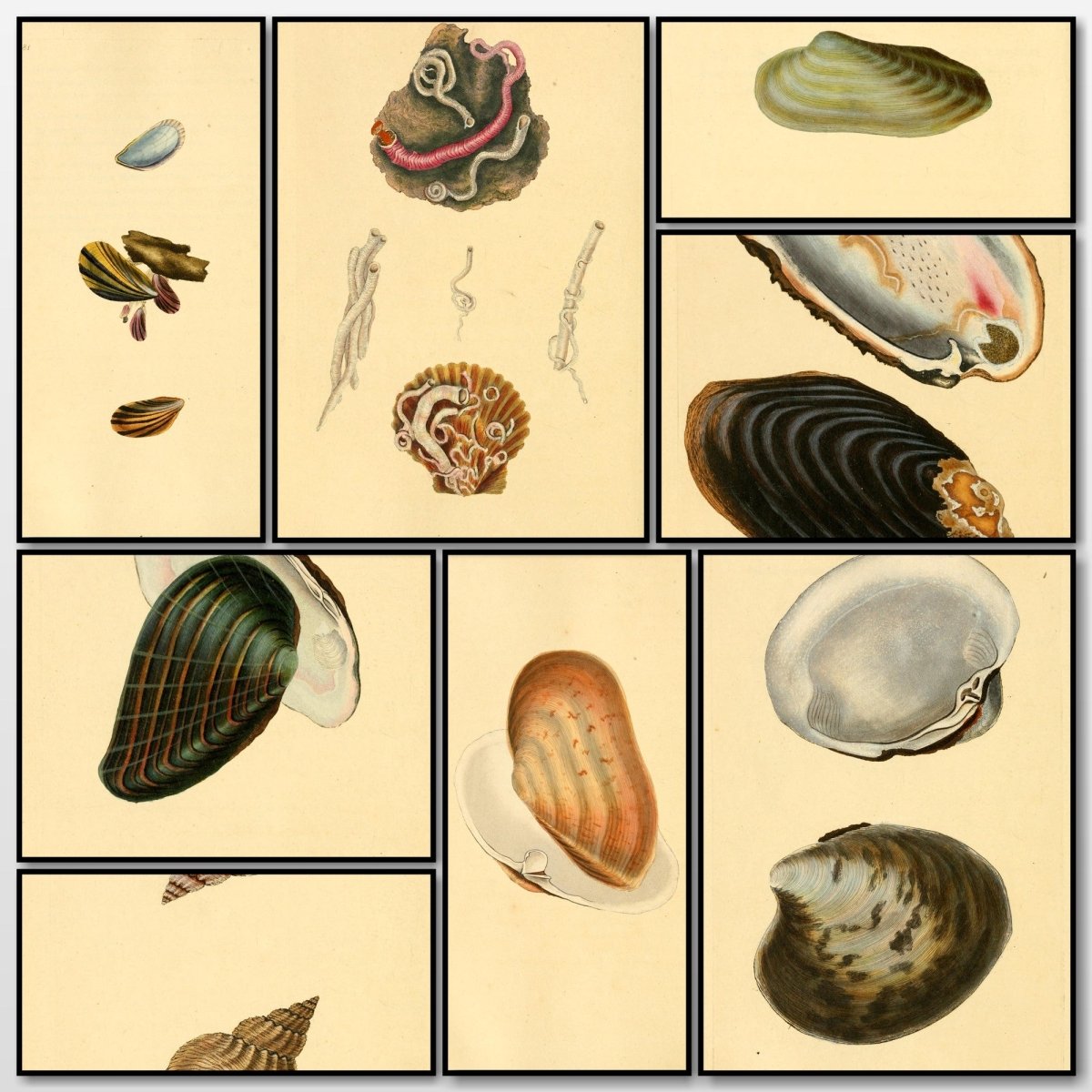 Natural History of British Shells V3 1804 - Edward Donovan  | A snapshot of some of the images