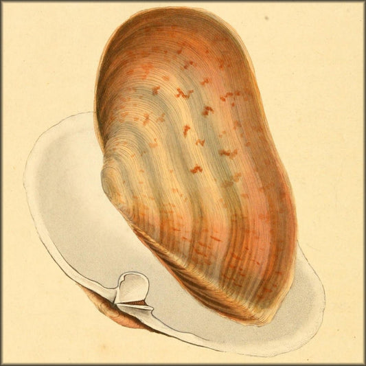 Natural History of British Shells V3 1804 - Edward Donovan  | Digital Download - 36 images