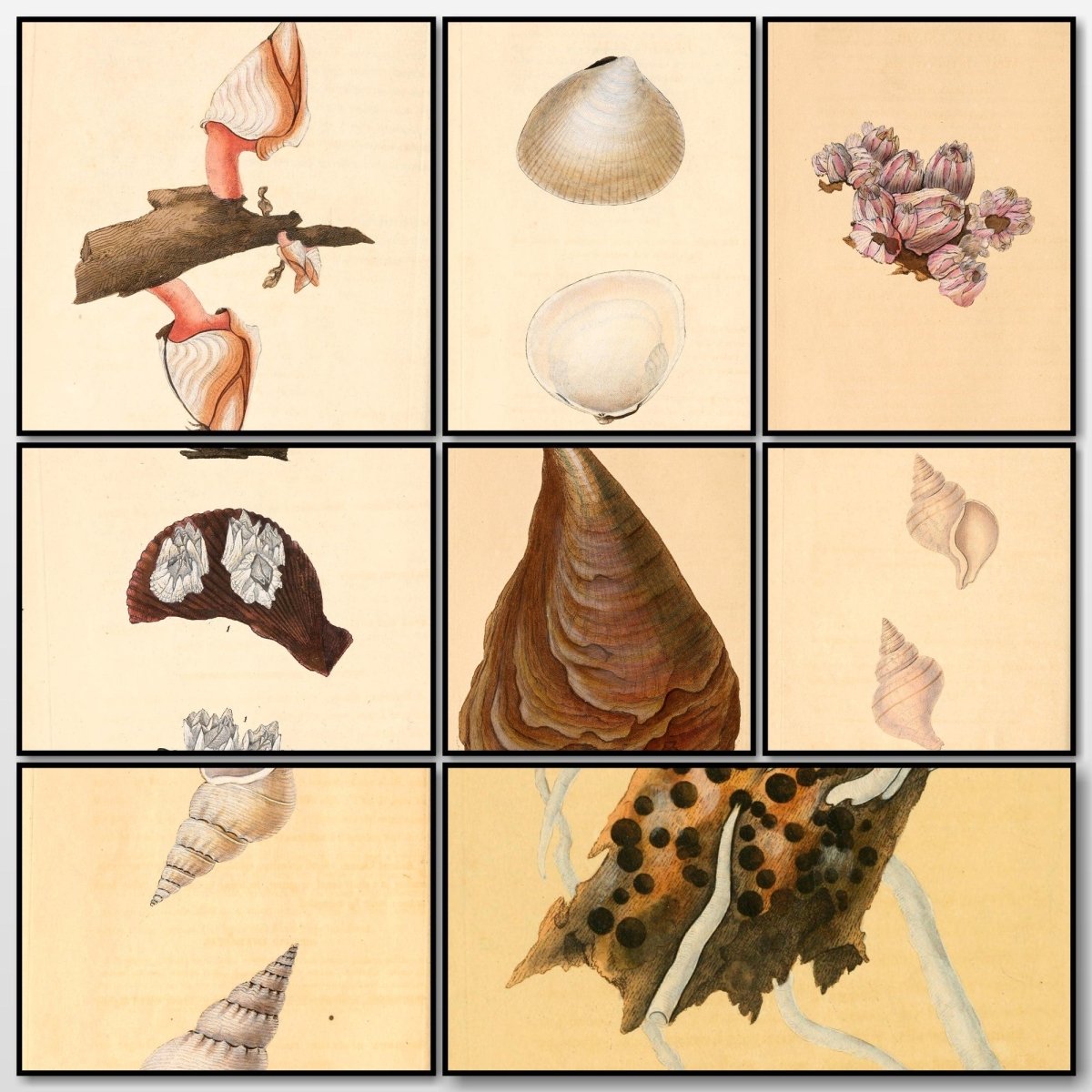 Natural History of British Shells V5 1804 - Edward Donovan  | A snapshot of some of the images