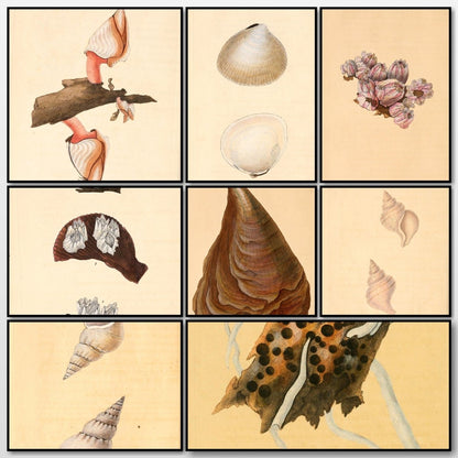 Natural History of British Shells V5 1804 - Edward Donovan  | A snapshot of some of the images