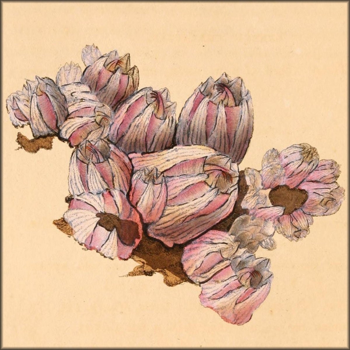 Natural History of British Shells V5 1804 - Edward Donovan  | Digital Download - 36 images