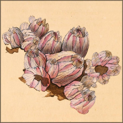 Natural History of British Shells V5 1804 - Edward Donovan  | Digital Download - 36 images
