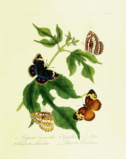 Natural History of the Insects of China - Edward Donovan | Dimensions 2468 x 3132 pixels