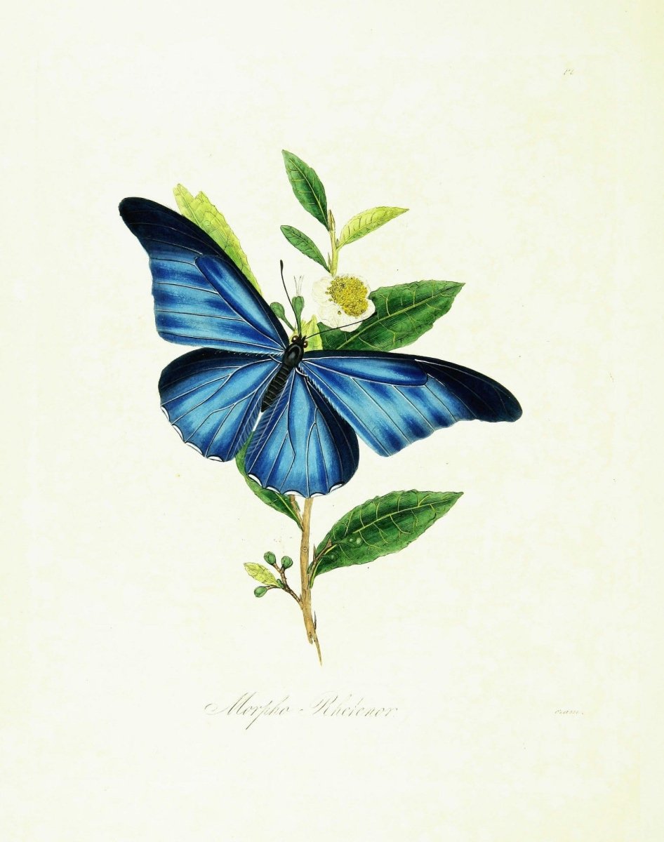 Natural History of the Insects of China - Edward Donovan | Dimensions 2468 x 3132 pixels