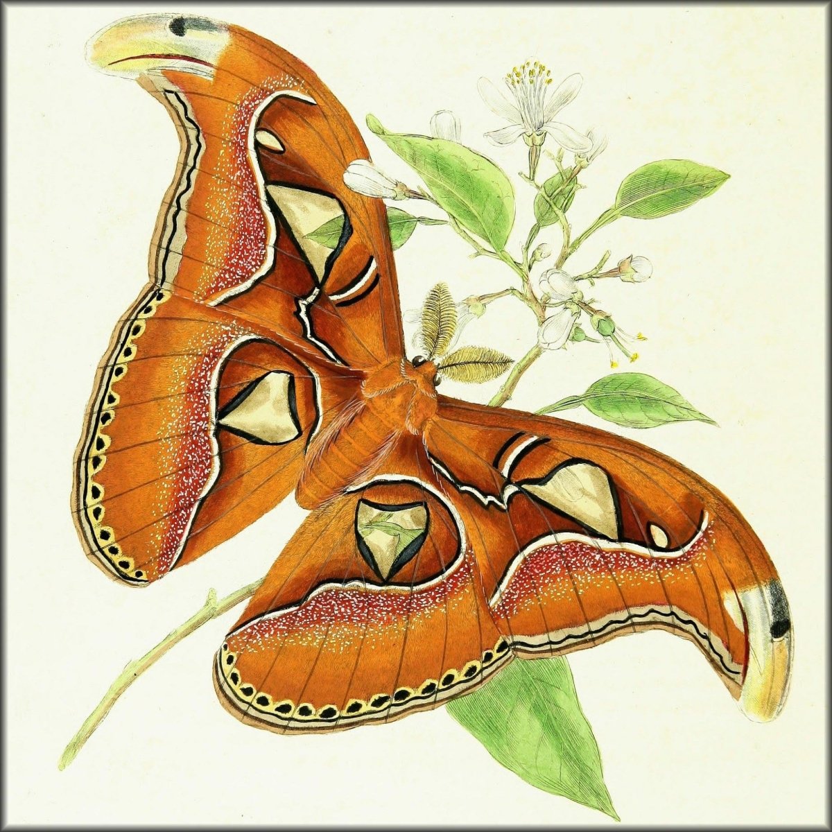 Natural History of the Insects of China - Edward Donovan | Digital Download - 50 images