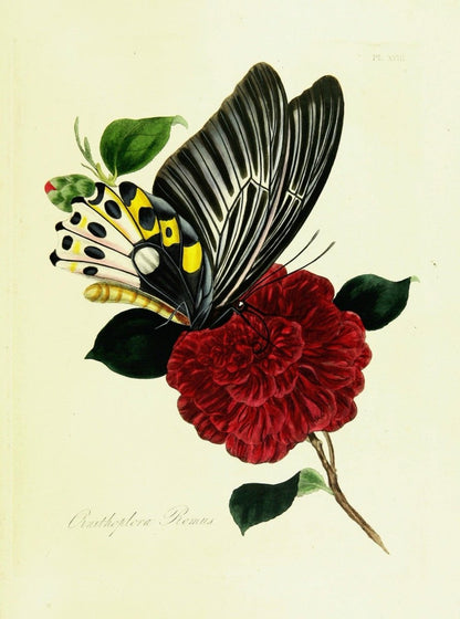 Natural History of the Insects of India 1800 Edward Donovan | Dimensions 2369 x 3187 pixels