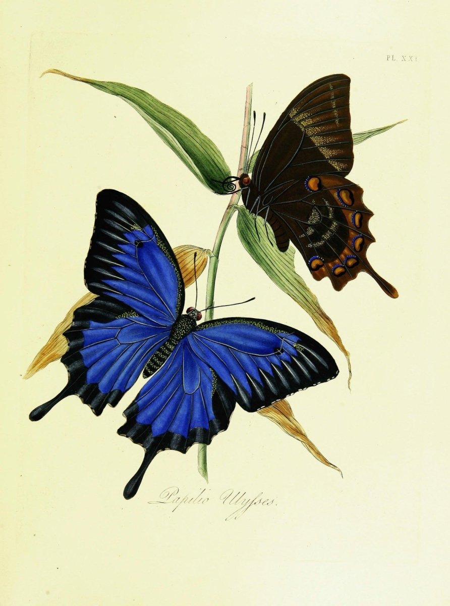 Natural History of the Insects of India 1800 Edward Donovan | Dimensions 2369 x 3187 pixels