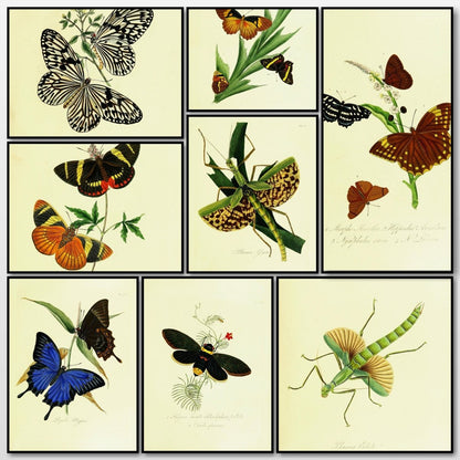 Natural History of the Insects of India 1800 Edward Donovan | A snapshot of some of the images