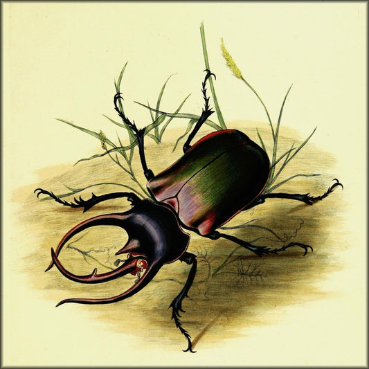 Natural History of the Insects of India 1800 Edward Donovan | Digital Download - 58 images