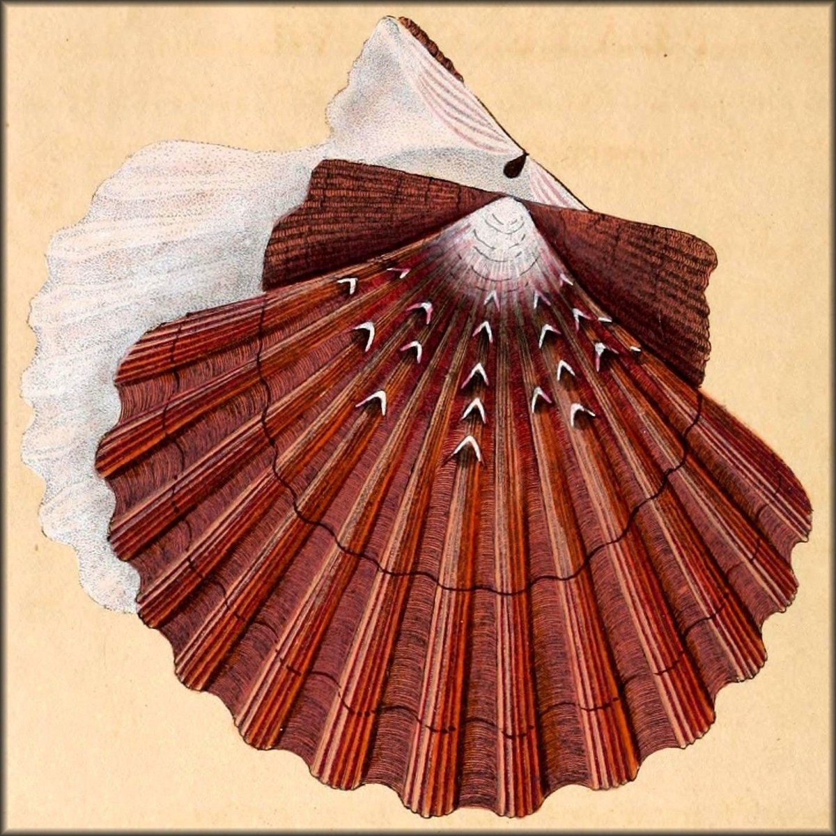 Natural History of British Shells V4 1804 - Edward Donovan  | Digital Download - 36 images