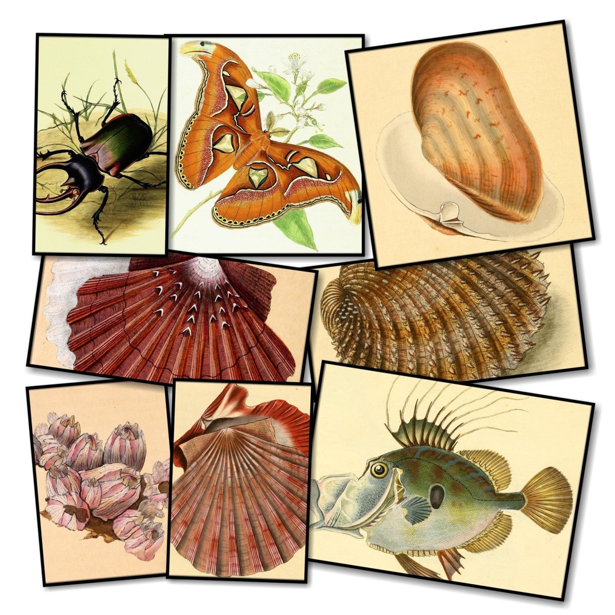 Edward Donovan Public Domain Images to Download | Edward Donovan (1768-1837) Bundle of 8 Collections