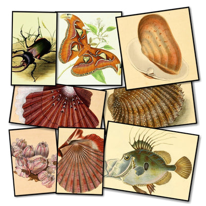 Edward Donovan Public Domain Images to Download | Edward Donovan (1768-1837) Bundle of 8 Collections