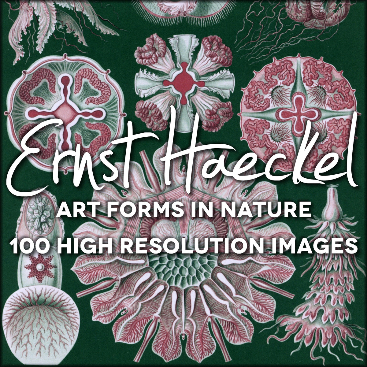 Ernst Haeckel Art Forms in Nature Public Domain Images | Digital Download - 100 images