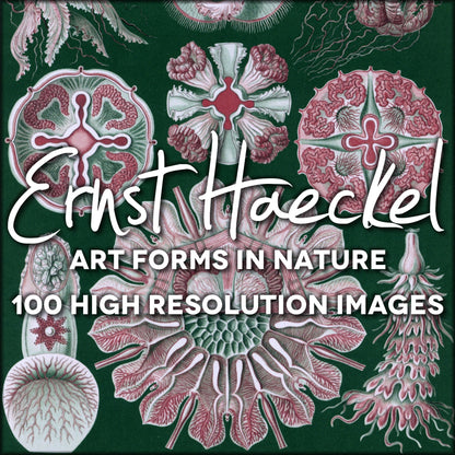 Ernst Haeckel Art Forms in Nature Public Domain Images | Digital Download - 100 images