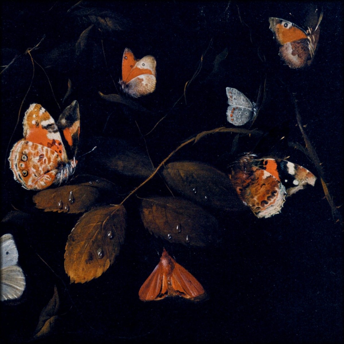 Digital Download - 1 image