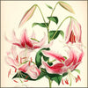 Monograph of the Genus Lilium, A 1877 - Walter Hood Fitch (1817-1892) - 46 images