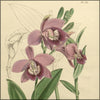 Orchidaceous Plants 1867 - Walter Hood Fitch (1817-1892) - 18 images