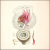 Description of Victoria Regia 1847 - Walter Hood Fitch (1817-1892) - 4 images