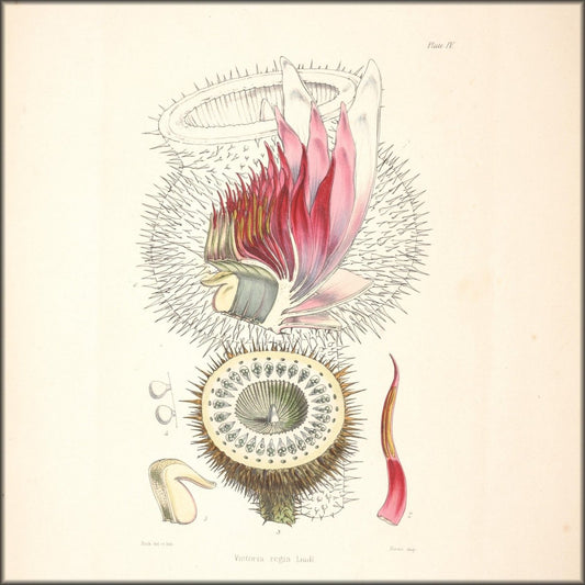 Description of Victoria Regia 1847 - Walter Hood Fitch | Digital Download - 4 images