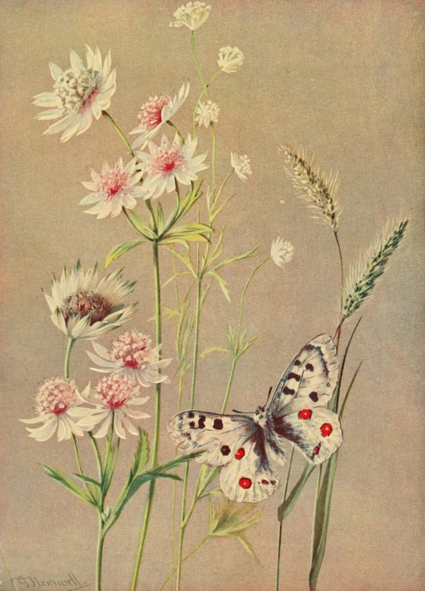 The Flower-fields of Alpine Switzerland 1911 - Flemwell | Dimensions 1610 x 2240 pixels